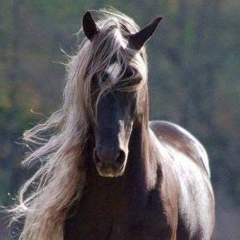 Meet your Posher, Shawna